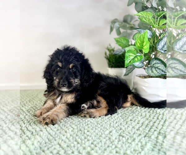 Medium Photo #4 Bernedoodle (Miniature) Puppy For Sale in GREENFIELD, IN, USA