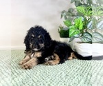 Small #3 Bernedoodle (Miniature)