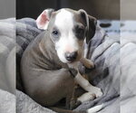 Small #10 Mutt