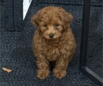 Small #10 Maltipoo