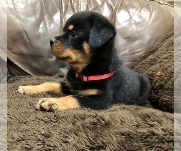 Medium Photo #11 Rottweiler Puppy For Sale in BRIGHTON, CO, USA