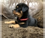 Small #10 Rottweiler