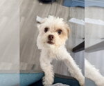 Small Photo #8 Maltipoo (Miniature) Puppy For Sale in Dana Point, CA, USA