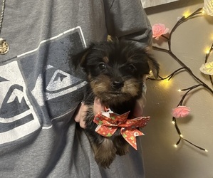 Morkie Puppy for sale in VIRGINIA BEACH, VA, USA