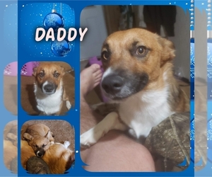 Father of the Pembroke Welsh Corgi puppies born on 09/30/2019