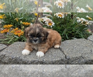 Shih Tzu Puppy for sale in GOSHEN, IN, USA