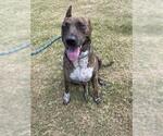 Small Photo #2 Mutt Puppy For Sale in Corpus Christi, TX, USA