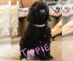 Small Photo #8 Poodle (Standard) Puppy For Sale in SPLENDORA, TX, USA