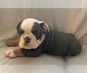English Bulldog Puppy for sale in JOHNS ISLAND, SC, USA