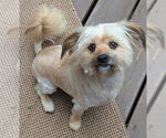 Small #5 Havanese Mix