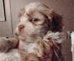 Small #1 ShihPoo