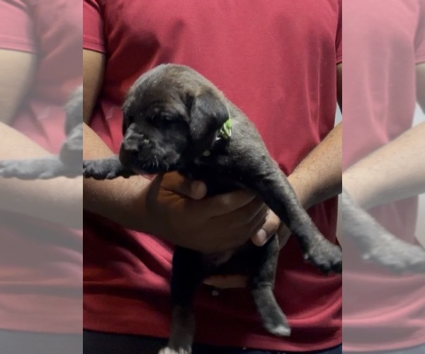 Medium Photo #3 Cane Corso Puppy For Sale in MOUNT MORRIS, MI, USA