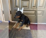 Puppy DarkgreenCollar Doberman Pinscher