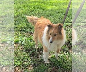 Mother of the Jack Russell Terrier-Shetland Sheepdog Mix puppies born on 02/25/2026