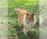 Small Photo #1 Jack Russell Terrier-Shetland Sheepdog Mix Puppy For Sale in NEWBERRY, IN, USA