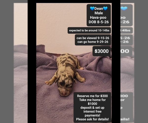 Medium Photo #1 Havapoo Puppy For Sale in TUCSON, AZ, USA