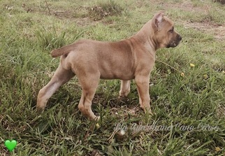 Cane Corso Puppy for sale in OLYMPIA, WA, USA