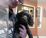 Small Photo #9 Boykin Spaniel Puppy For Sale in INTERNATIONAL FALLS, MN, USA