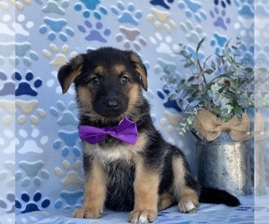 German Shepherd Dog Puppy for sale in LANCASTER, PA, USA