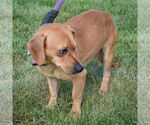 Small #5 Chiweenie