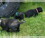 Small #4 Labrador Retriever
