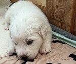 Small Photo #13 Great Pyrenees Puppy For Sale in MOUNT AIRY, NC, USA