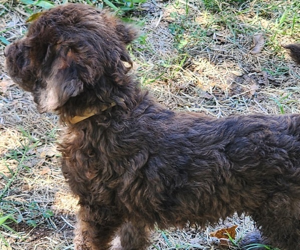Medium Photo #2 Doodle-Goldendoodle Mix Puppy For Sale in WACO, TX, USA