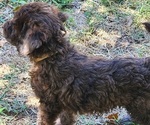 Small #1 Doodle-Goldendoodle Mix