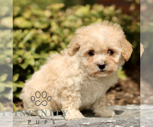 Medium Photo #2 Cavapoo (Miniature) Puppy For Sale in RONKS, PA, USA