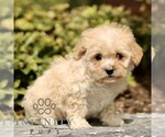 Small #1 Cavapoo (Miniature)