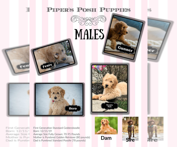 Medium Photo #11 Goldendoodle Puppy For Sale in LISBON, OH, USA