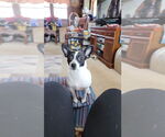Small Jack Chi