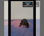 Theo - Male Yorkshire Terrier Puppy for Sale - Photo #2