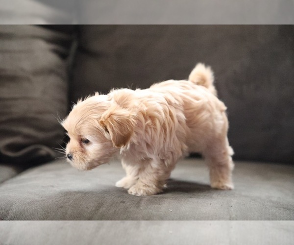Medium Photo #5 Bichpoo-ShihPoo Mix Puppy For Sale in LIBERTY, MO, USA