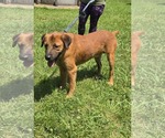 Small #1 Shepradors