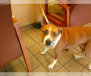 Boxer-Unknown Mix Dogs for adoption in Ocala, FL, USA