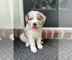 Australian Shepherd Puppy for sale in LUMBERTON, NC, USA