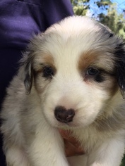 Australian Shepherd Puppy for sale in COTTAGEVILLE, SC, USA
