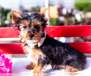 Yorkshire Terrier Puppy for Sale in WAKARUSA, Indiana USA