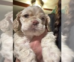 Puppy Puppy 6 Cocker Spaniel