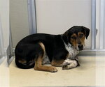 Small German Shorthaired Pointer Mix