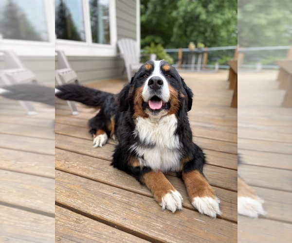 Medium Photo #1 Bernedoodle Puppy For Sale in POPLAR, WI, USA