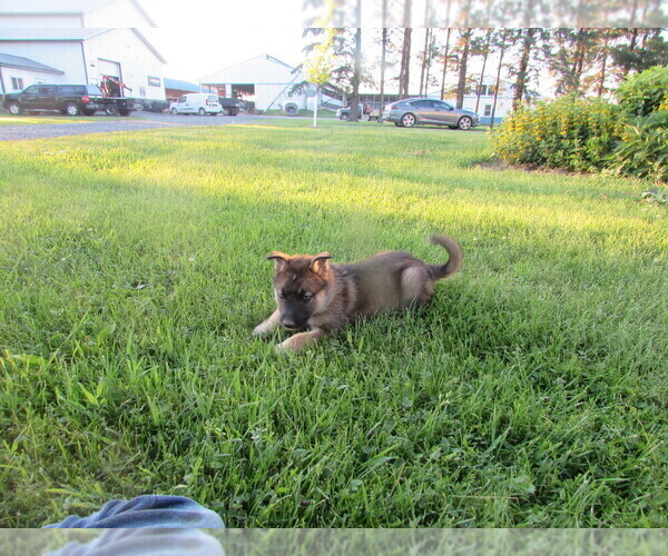 Medium Photo #6 Gerberian Shepsky Puppy For Sale in OWEN, WI, USA