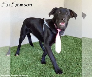 Samson - Male Mutt Dog for Adoption - Photo #4