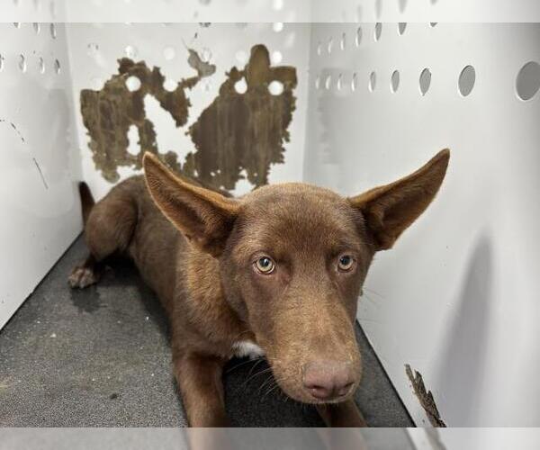 Medium Photo #1 Texas Heeler-Unknown Mix Puppy For Sale in Visalia, CA, USA