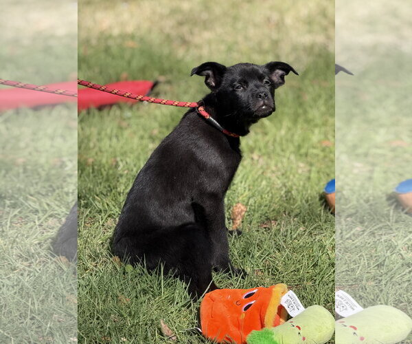 Medium Photo #4 Mutt Puppy For Sale in Yardley, PA, USA