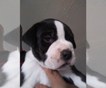 Small Photo #2 Olde English Bulldogge Puppy For Sale in AURORA, CO, USA