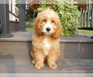 Cockapoo Puppy for sale in MILLERSBURG, OH, USA