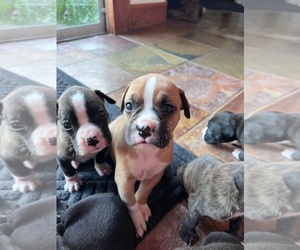 Medium Boxer