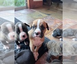 Puppy Bertha Boxer